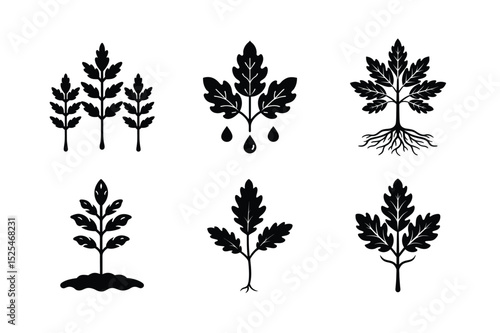 Black Oak Seedlings: Stages and Growing Conditions