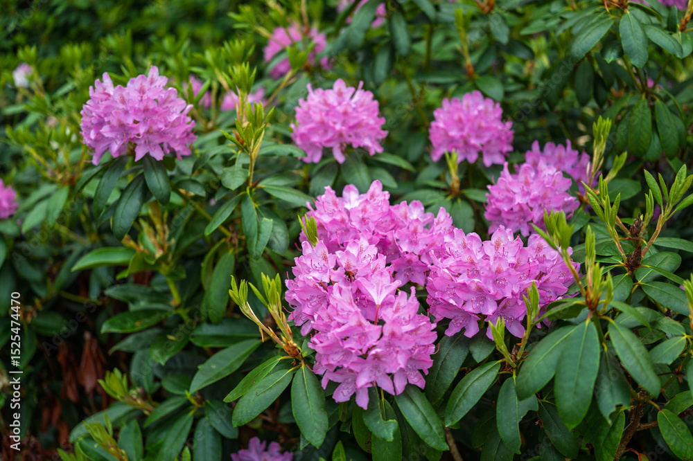 Obraz premium Lilac-pink rhododendron blossoms burst forth in a lush garden, showcasing vibrant clusters against a backdrop of deep green foliage.