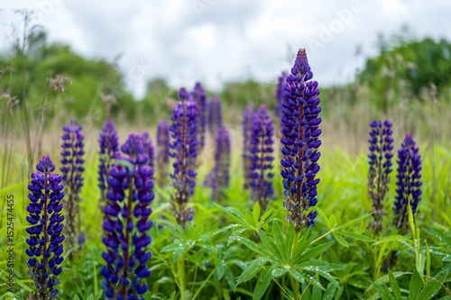Vibrant Purple Lupinus Polyphyllus in a Summer Meadow Under a Cloudy Sky