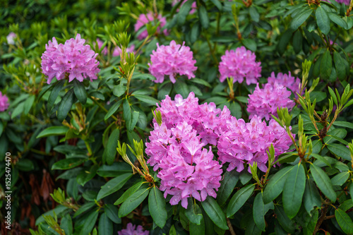Lilac-pink rhododendron blossoms burst forth in a lush garden, showcasing vibrant clusters against a backdrop of deep green foliage.