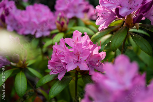 Lilac-pink rhododendron blossoms burst forth in a lush garden, showcasing vibrant clusters against a backdrop of deep green foliage.