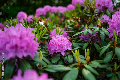 Lilac-pink rhododendron blossoms burst forth in a lush garden, showcasing vibrant clusters against a backdrop of deep green foliage.