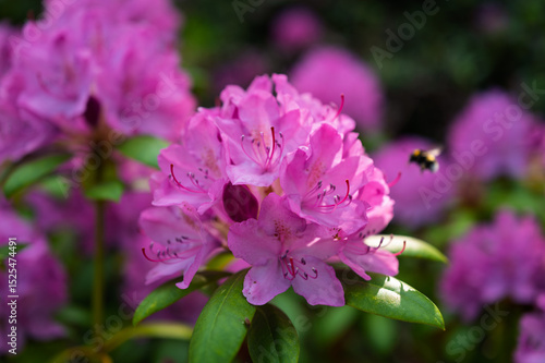 Lilac-pink rhododendron blossoms burst forth in a lush garden, showcasing vibrant clusters against a backdrop of deep green foliage.