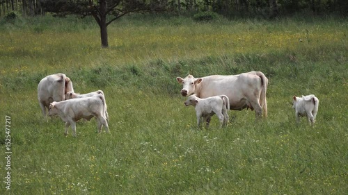 Wallpaper Mural Cow With Twin Calves in Quiet Pasture, A cow stands close to two young calves in a peaceful field, creating a warm scene of maternal care and harmony in rural farmland. Torontodigital.ca
