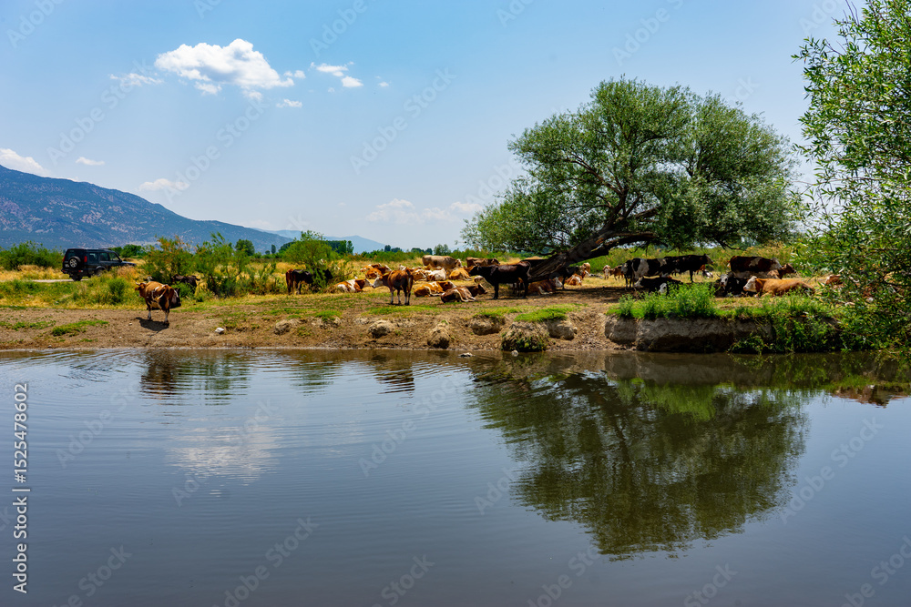 Fototapeta premium Cows resting in the shade of a tree by the river on a sunny day