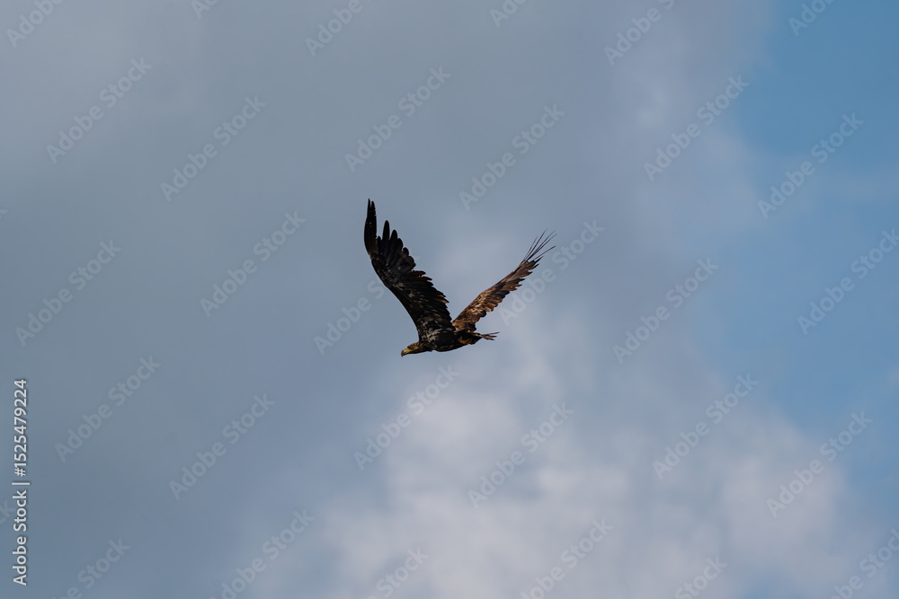 Obraz premium macro photography from the wild in the mountains, macro and wildlife