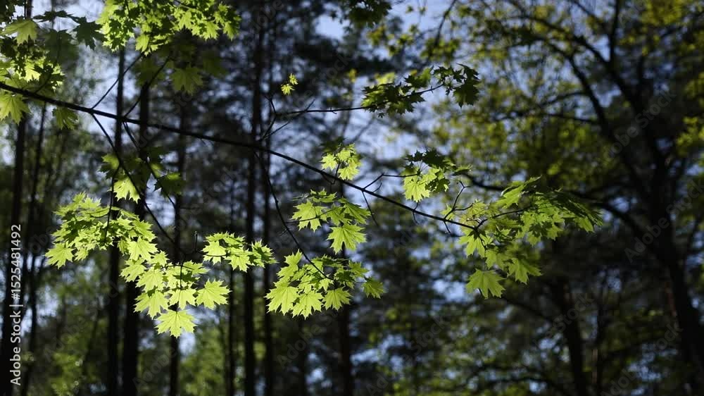 Maple branch with green leaves in backlight swaying in the wind on a sunny clear day
Maple branch with green leaves in backlight swaying in the wind on a sunny clear day