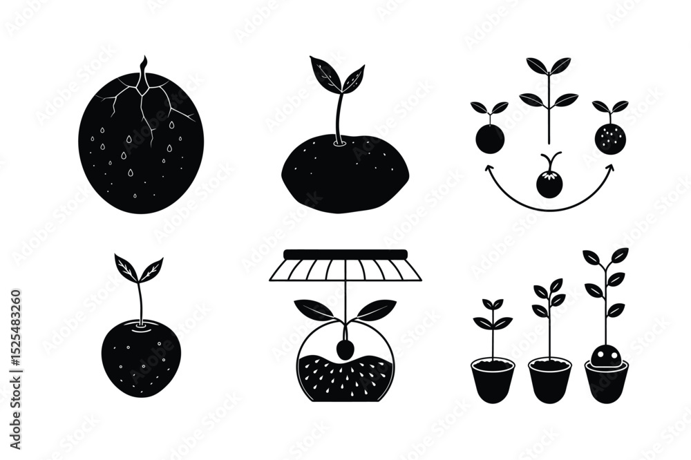 Naklejka premium Blueberry Seed Germination: From Seed to Seedling