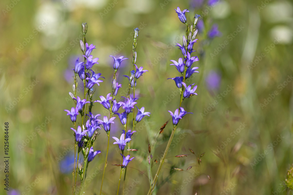Fototapeta premium landscape, wild, plant, background, outdoors, field, wildflower, blooming, outdoor, flower, nature, natural, green, blossom, meadow, grass, white, mountain, beautiful, summer, flora, bulgaria, color, 