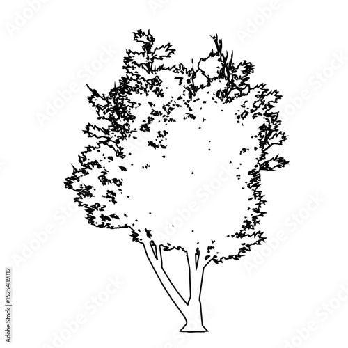 Set or collection of Mulga trees as black line drawing silhouette on white background. Concept or conceptual vector for nature, planet, ecology conservation, strength, endurance and  beauty
