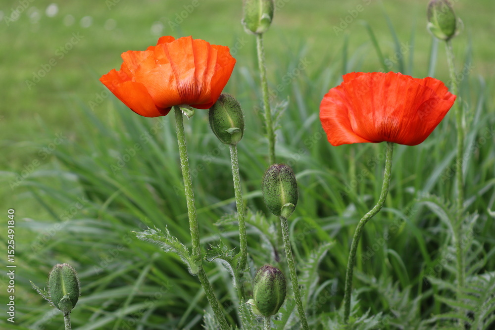 Obraz premium Red flowers of Oriental poppy (Papaver orientale) in summer garden