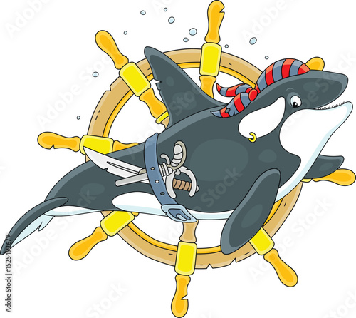 Killer whale pirate with a bandana, a saber, a pistol and a wooden steering wheel from a sunken old sail ship, vector cartoon illustration on white