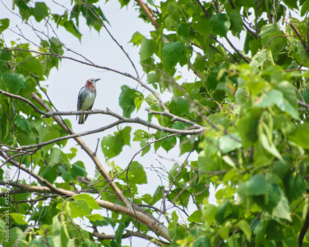 Fototapeta premium 新緑とコムクドリ / Grey Starling in Fresh Green Leaves