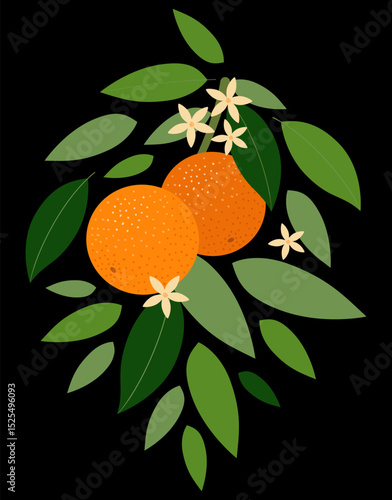 Branch with ripe oranges on black background, poster design, paintings, decor. Tropical vector illustration.