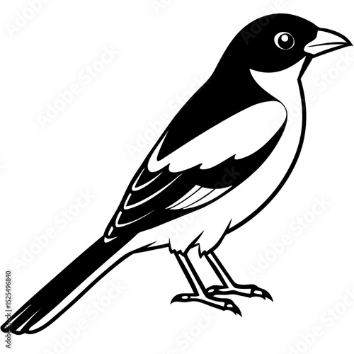 Minimal Bay-backed Shrike Vector