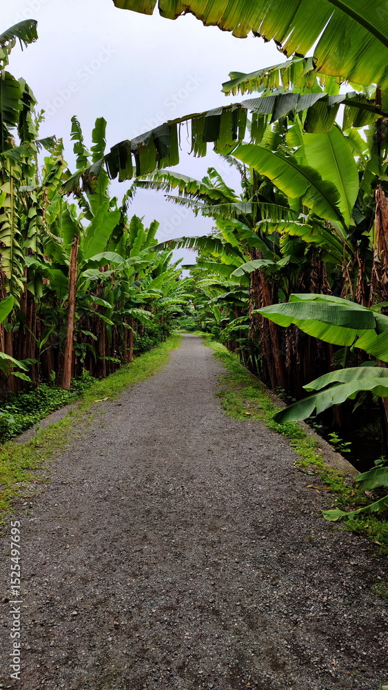Obraz premium Path through Banana Trees Grove
