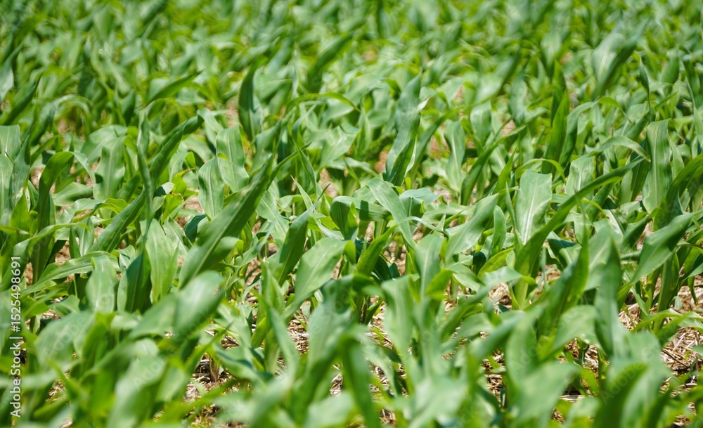 Young corn plants emerge from the soil with vibrant green foliage.