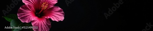 Stunning pink hibiscus against pure black backdrop , tropical, tropical flower, vibrant