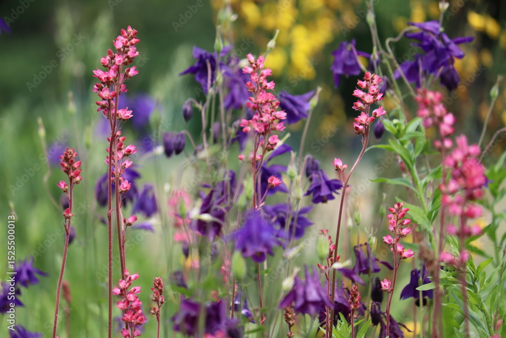 Pink flowers of American alumroot (Heuchera americana) and blue flowers of common columbine (Aquilegia vulgaris) in summer garden Pink flowers of American alumroot (Heuchera americana) and blue flowers of common columbine (Aquilegia vulgaris) in summer garden