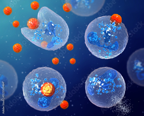 Medical background, phagocytosis is the process of capturing and digesting solid foreign particles by phagocytes, 3D rendering