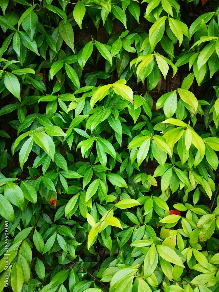 Tuscan Jasmine in April, no flowers yet but full of new shoots with leaves. Trachelospermum jasminoides. Tuscan Jasmine in April, no flowers yet but full of new shoots with leaves. Trachelospermum jasminoides.