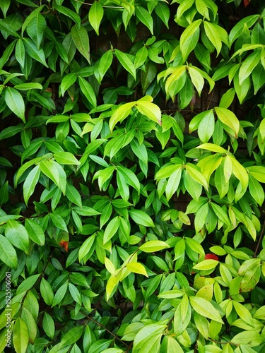 Tuscan Jasmine in April, no flowers yet but full of new shoots with leaves. Trachelospermum jasminoides.