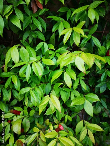 Tuscan Jasmine in April, no flowers yet but full of new shoots with leaves.  Trachelospermum jasminoides.