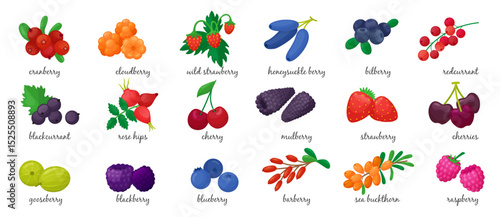 Cartoon fresh berries. Isolated berry, seasonal vitamin food. Blackcurrant cherry raspberry bilberry blueberry gooseberry. Neoteric vector clipart
