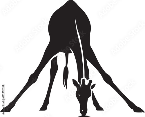 Giraffe grazing silhouette black and white style, Tall wildlife animal feeding design