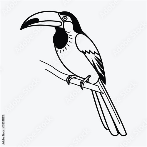 Aracari line art White background illustration Generative Ai.