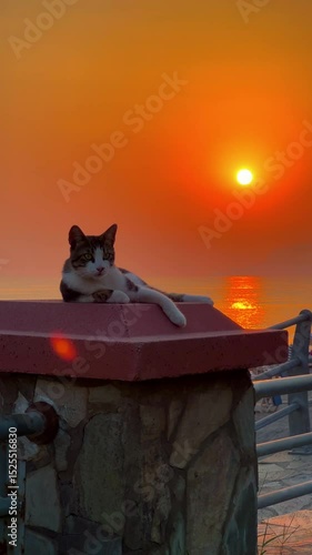 A cat in Turkey against the backdrop of an orange sunset by the sea. The Mediterranean Sea in Alanya. A funny cat resting on a beach fence against the backdrop of a beautiful golden sunset. 4К