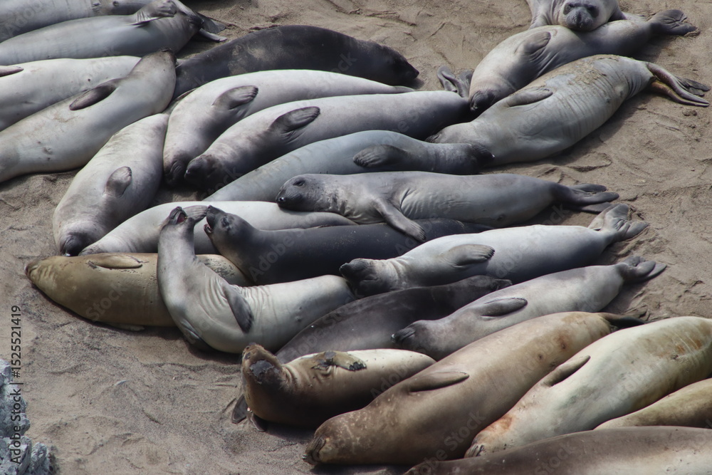Fototapeta premium one big seal family