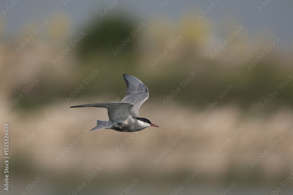 Obraz premium Bıyıklı sumru » Whiskered Tern » Chlidonias hybrida