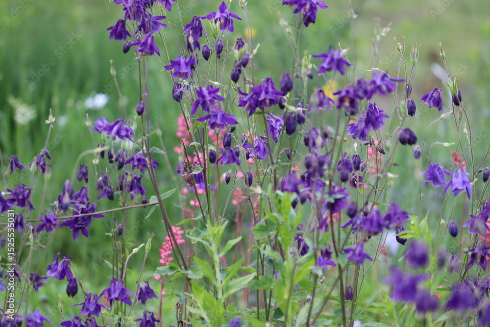 Naklejka premium Blue flowers of common columbine (Aquilegia vulgaris) in summer garden