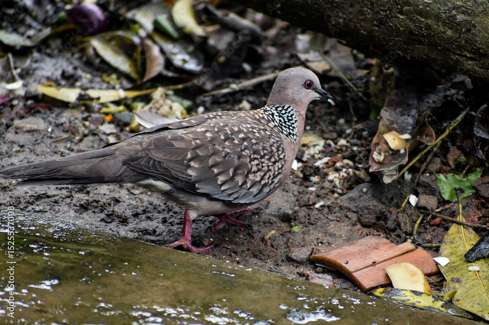 Fototapeta premium Spotted dove with distinctive neck plumage