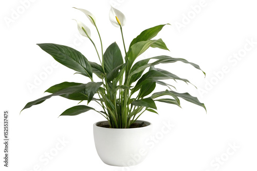 Peace lily plant indoor home decor photo isolated on transparent background