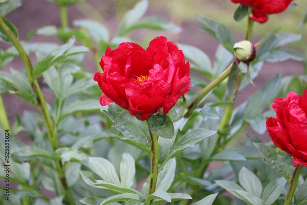 Obraz premium Red peony (cultivar Red Red Rose) flower in summer garden