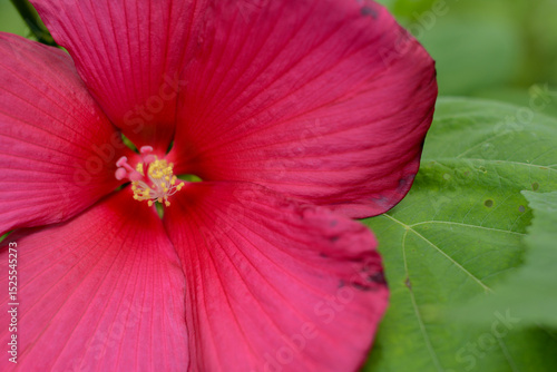 Vivid Red Hibiscus Flower in Full Bloom with Green Leafy Background. Close-Up Macro Photography