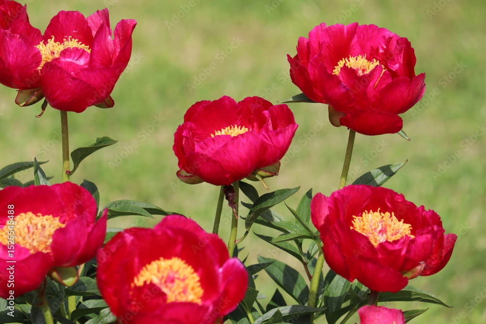 Obraz premium Red peony flowers in summer garden