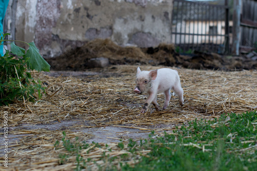 Cute Piglet Walking on a Farmyard Path Near Green Foliage and Straw