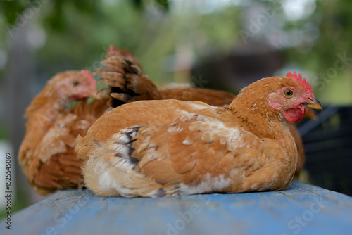 Resting brown chickens on a wooden bench outdoors. Shallow depth of field Rural scene