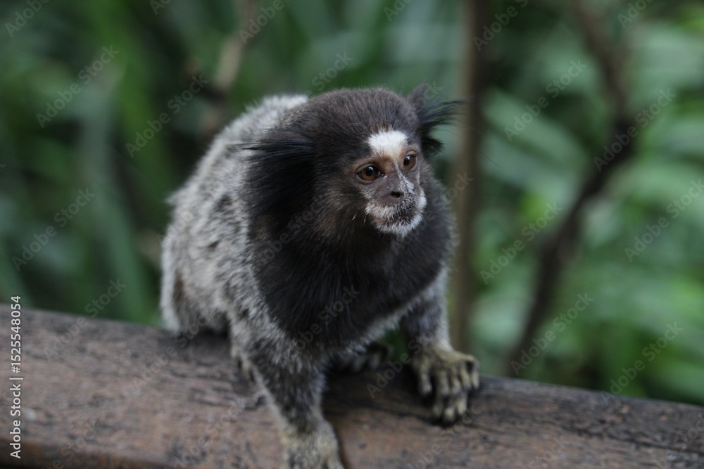 Naklejka premium black tailed lemur