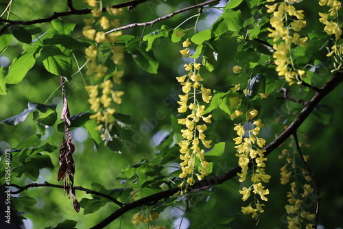 Slika na platnu Yellow flowers of Scotch laburnum (Laburnum alpinum) in summer garden