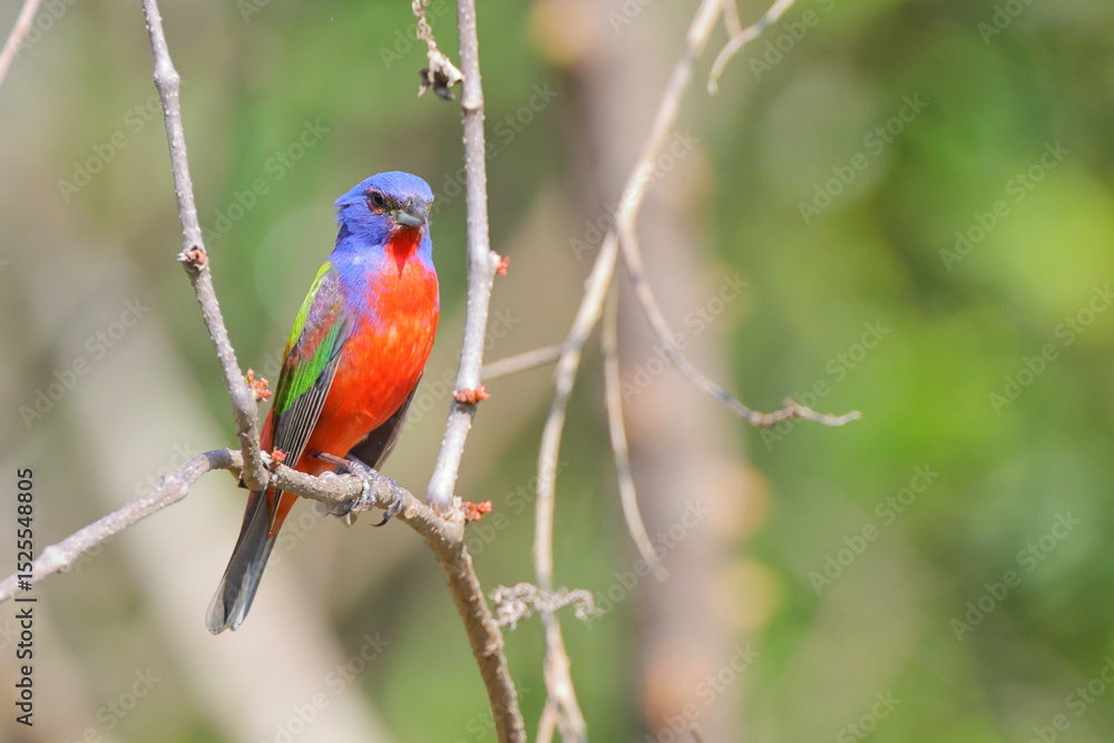 Beautiful painted bunty, perched in habitat against a blurry background. Beautiful painted bunty, perched in habitat against a blurry background.