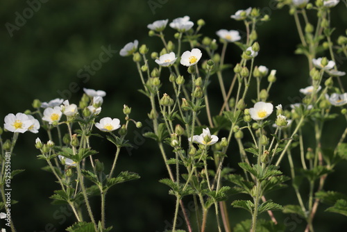 Tableau sur toile White flowers of Rock cinquefoil (Drymocallis rupestris, syn