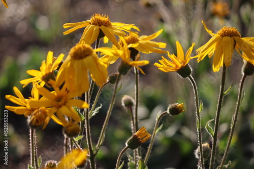 Yellow flowers of mountain arnica (Arnica montana) in summer garden