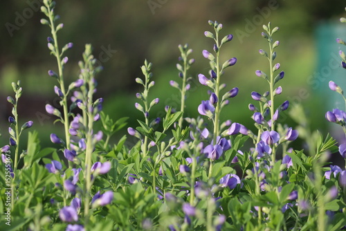 Papier peint Flowers of blue wild indigo plant (Baptisia australis) in summer garden