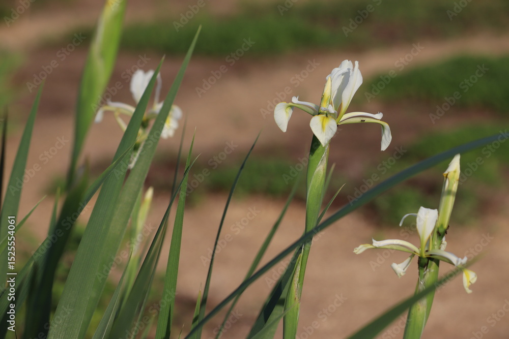 Obraz premium White flowers of Iris halophila in summer garden