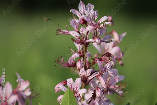 Pink flowers of burning bush (Dictamnus albus) plant in summer garden