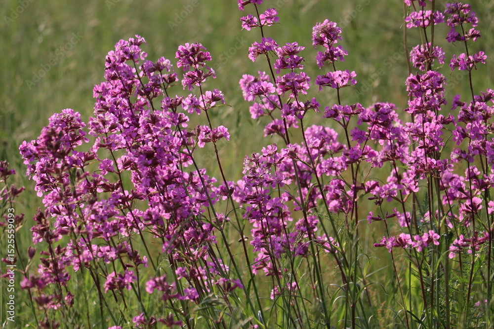 Obraz premium Pink flowers of sticky catchfly (Viscaria vulgaris) plant in summer garden